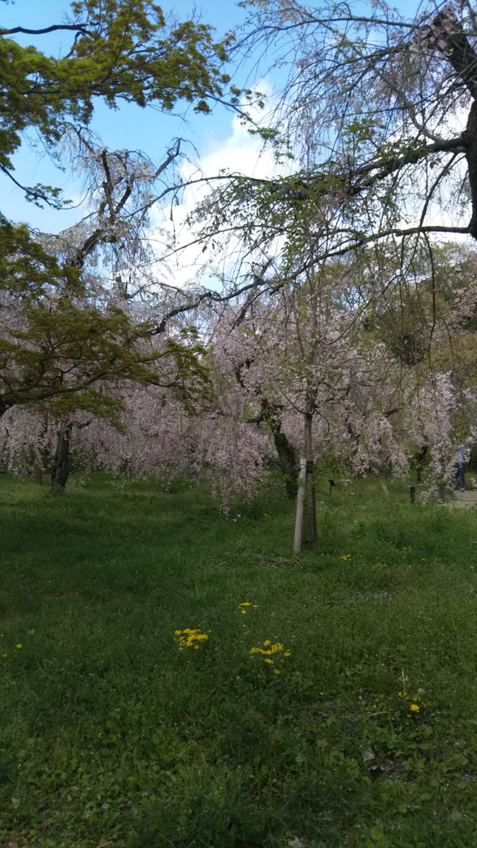 京都府立植物園です