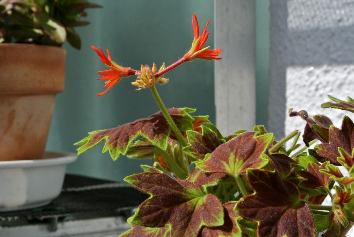 今日の花便り。(04/19)