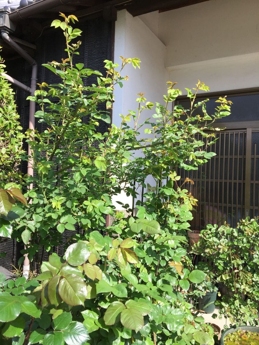 今日の花