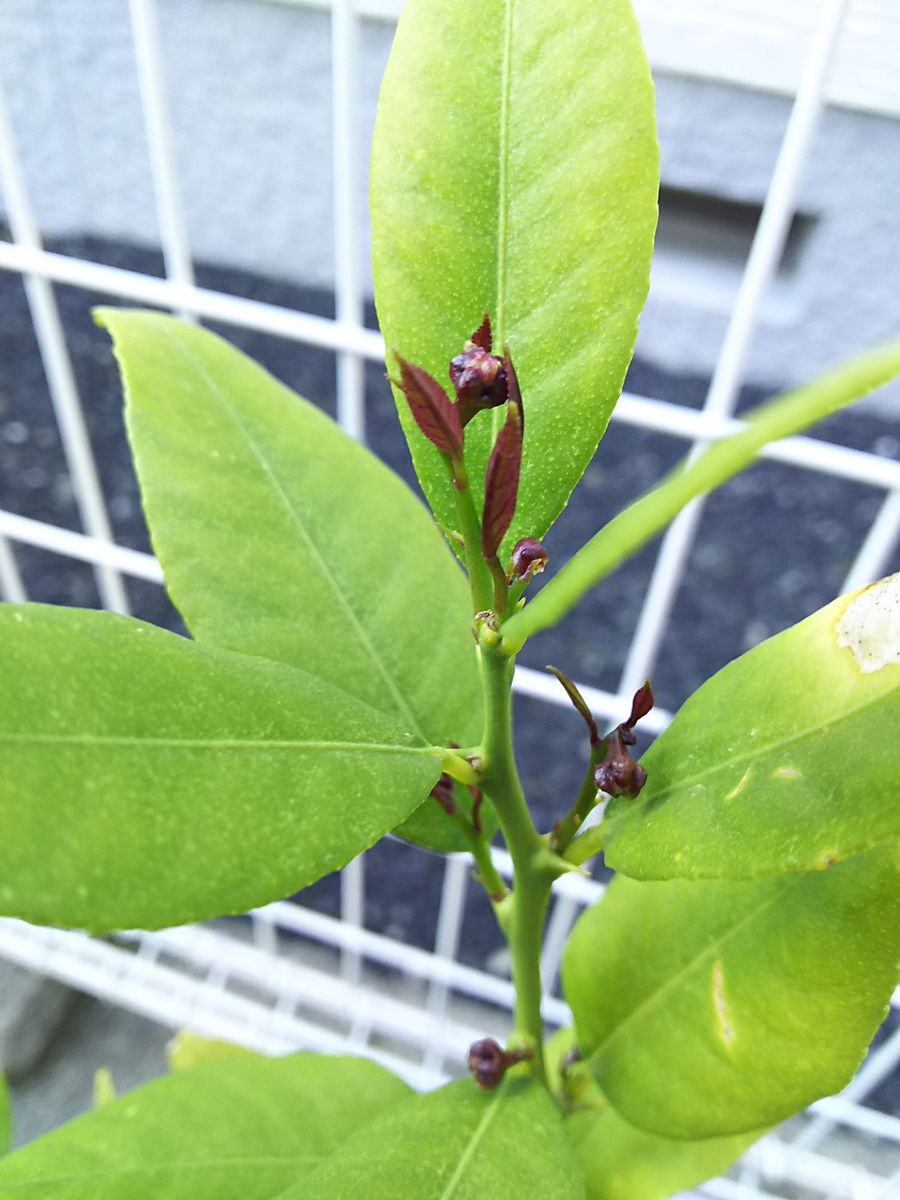 芽が出た！葉が出た！ツボミ出た！