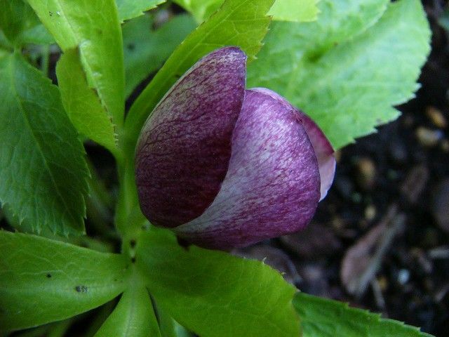 クリロ開花のその後、整いました◎