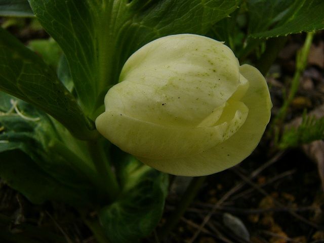 クリロ開花のその後、整いました◎