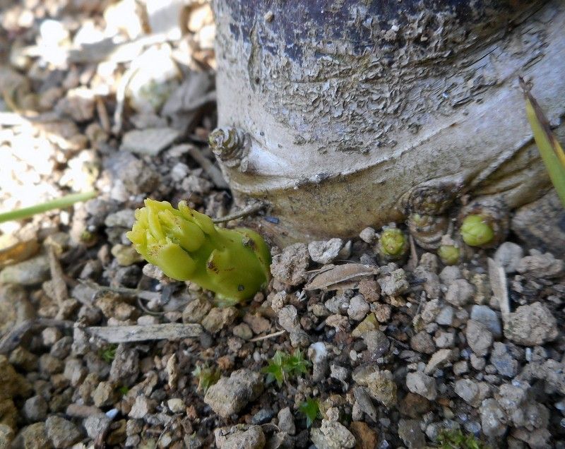 モミジアオイの新芽。