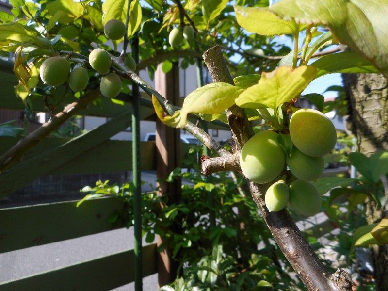 モミジアオイの新芽。