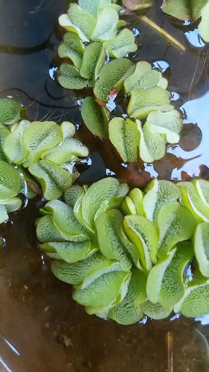 メダカのために、水生植物を買いました。🌿