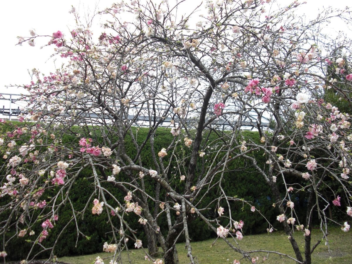 利久梅　京都府立植物園