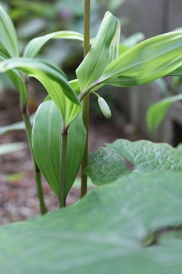 山野草