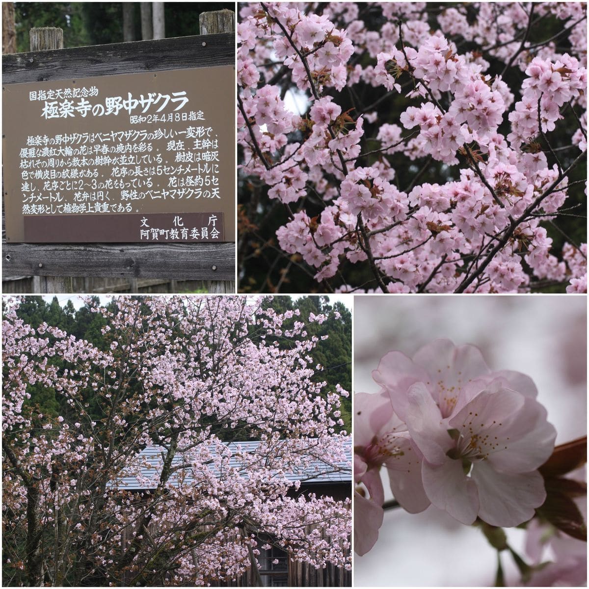 桜と温泉～春の味！