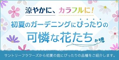 期間限定特集「初夏のガーデニングにぴったりの可憐な花たち」