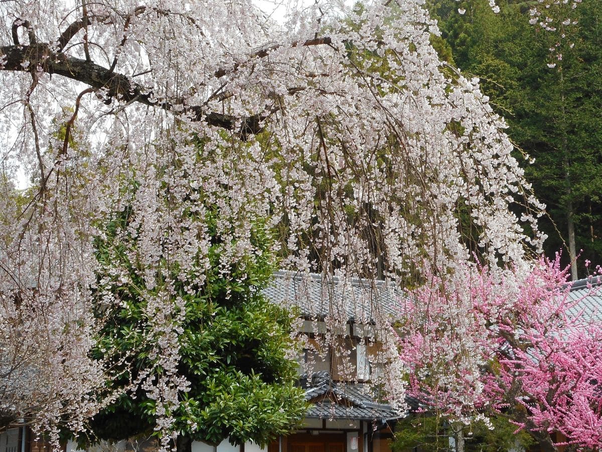 お花見に～🌸