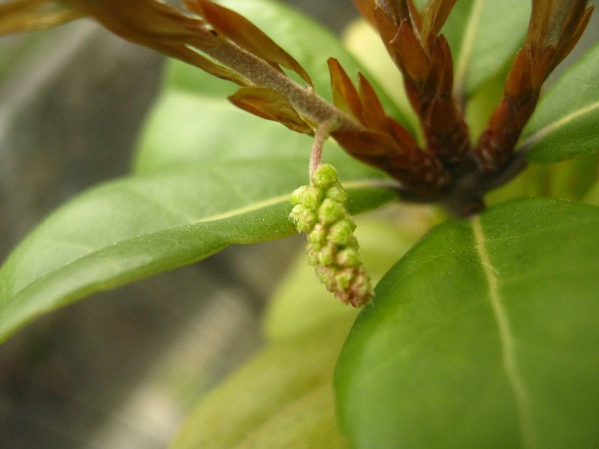 鉢植えのウバメガシの花