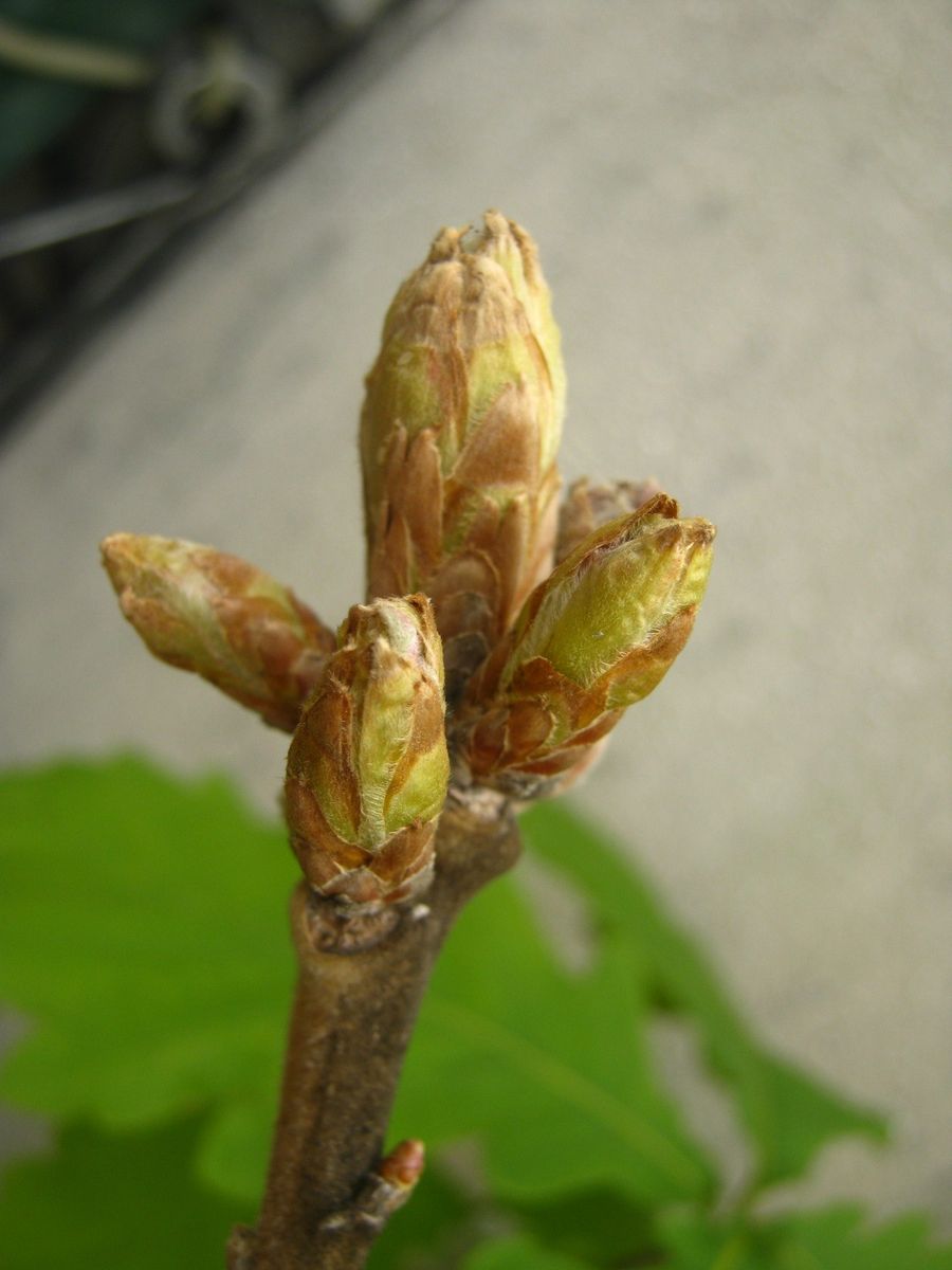 鉢植えのウバメガシの花