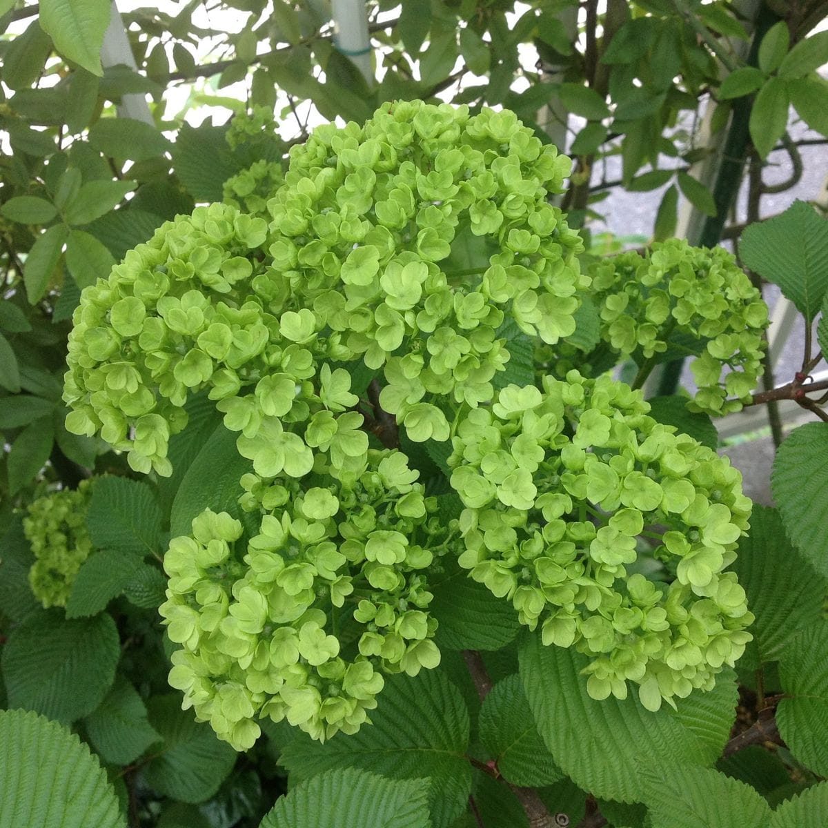 新緑の花…オオデマリ❣️