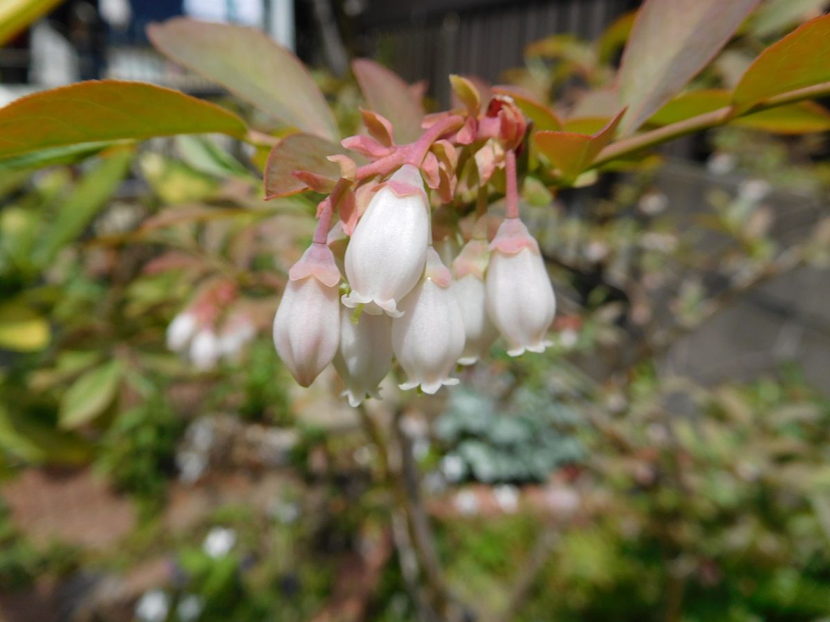 今日の可愛いお花