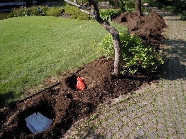 植え替え開始