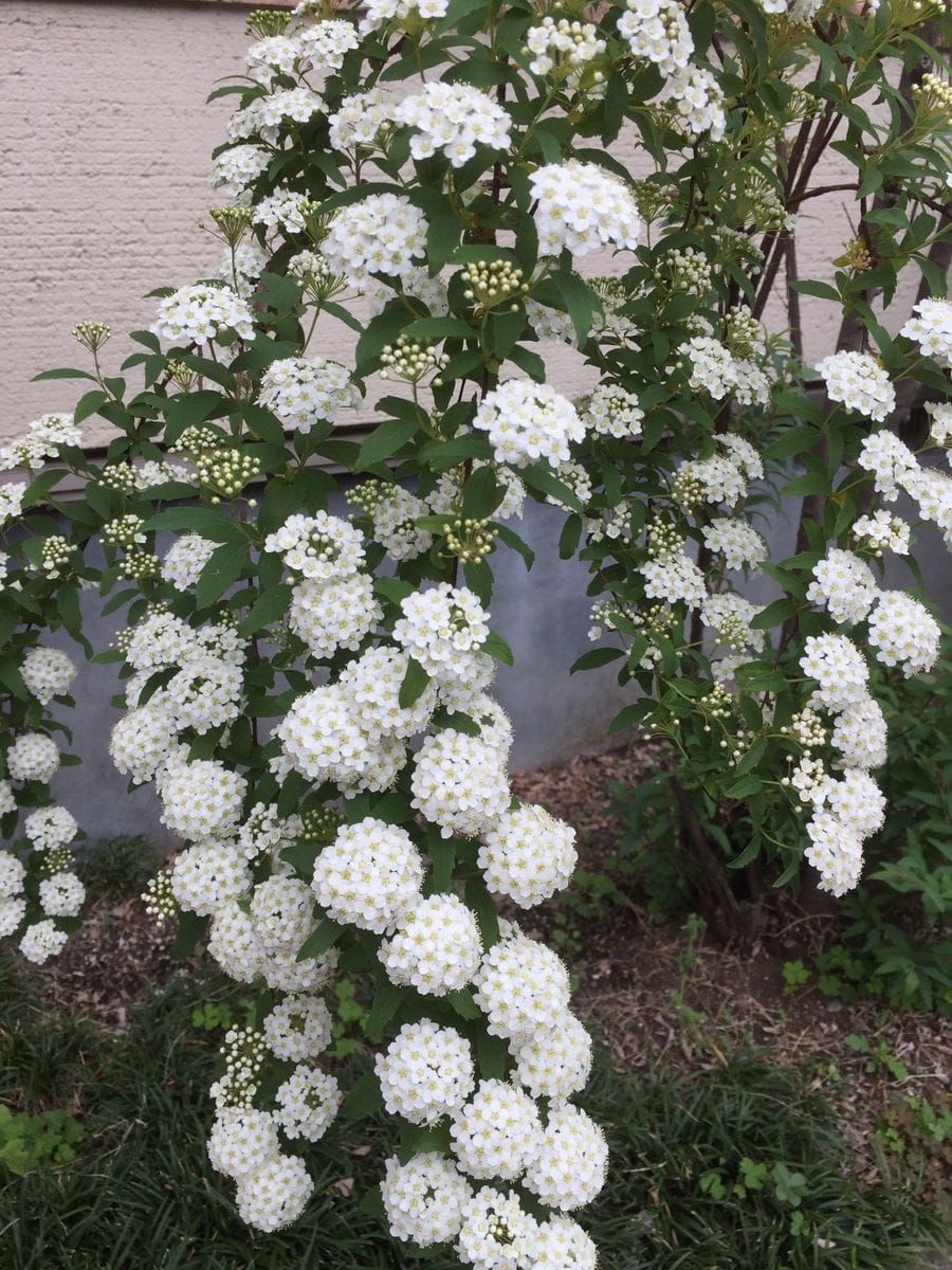 ついに牡丹開花