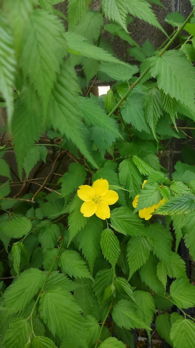 ☆実家のお花たち②☆