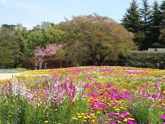 一面の花畑