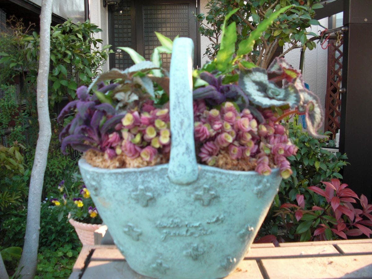 観葉植物の寄せ植え