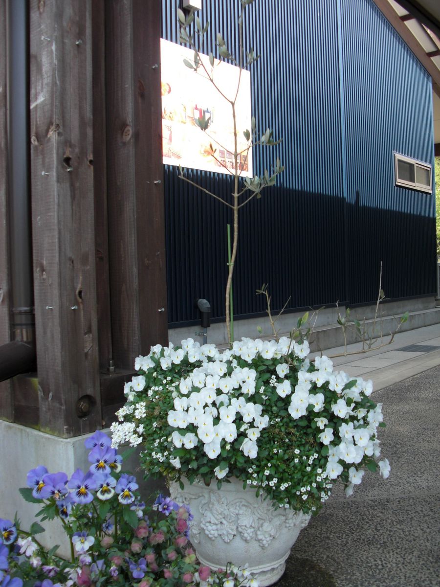 観葉植物の寄せ植え