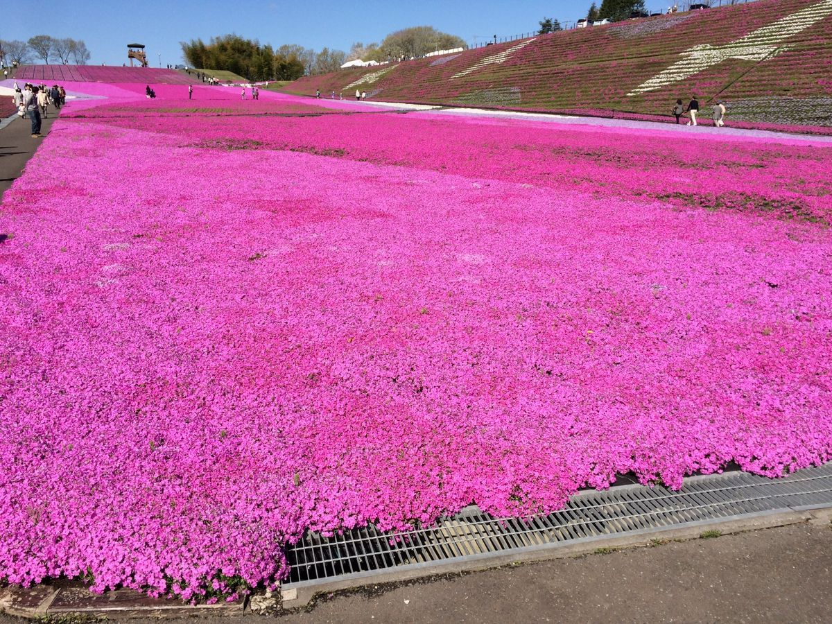 芝ざくら公園