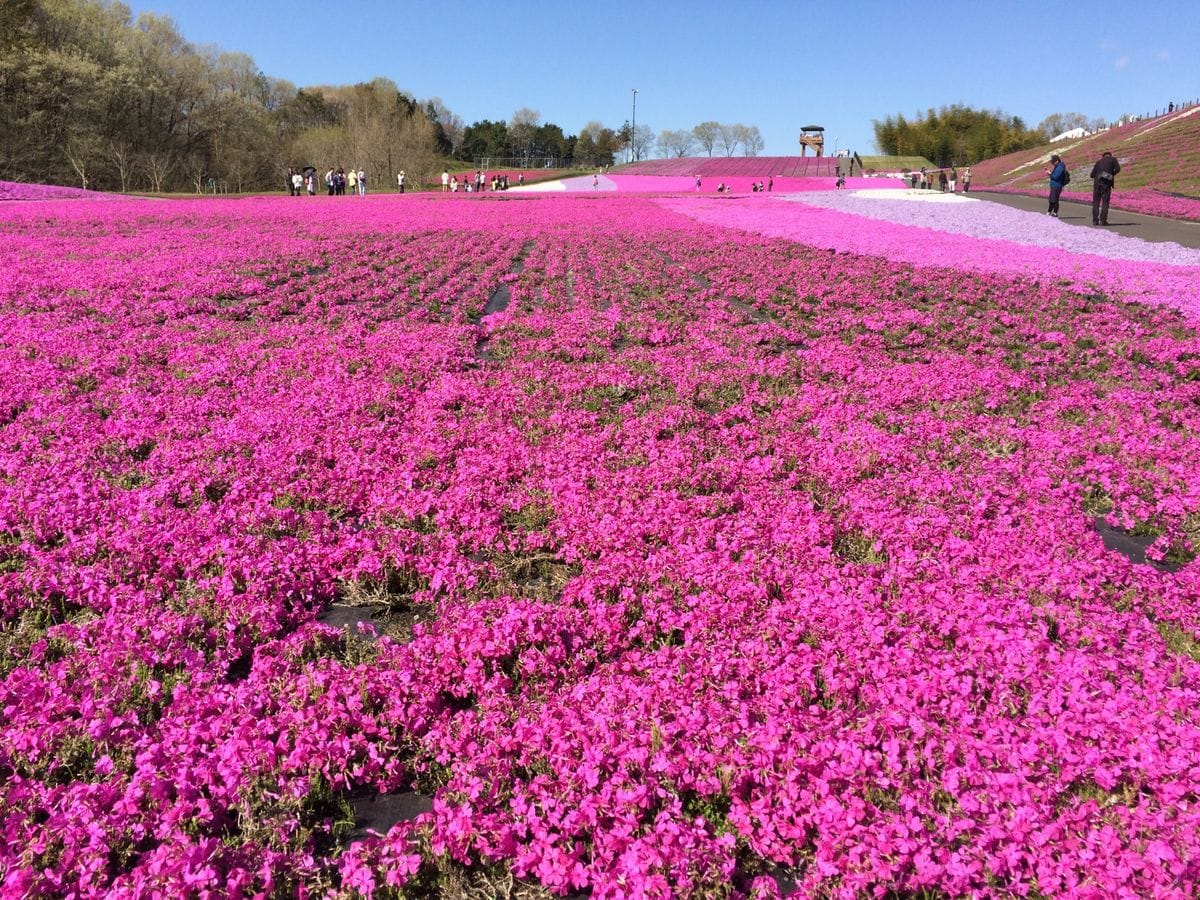 芝ざくら公園