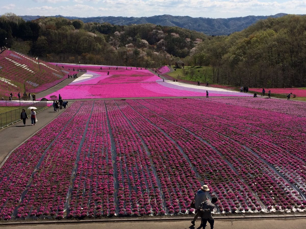 芝ざくら公園