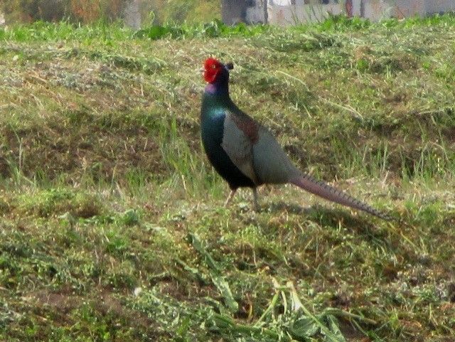 キジも鳴かずば撮られまい