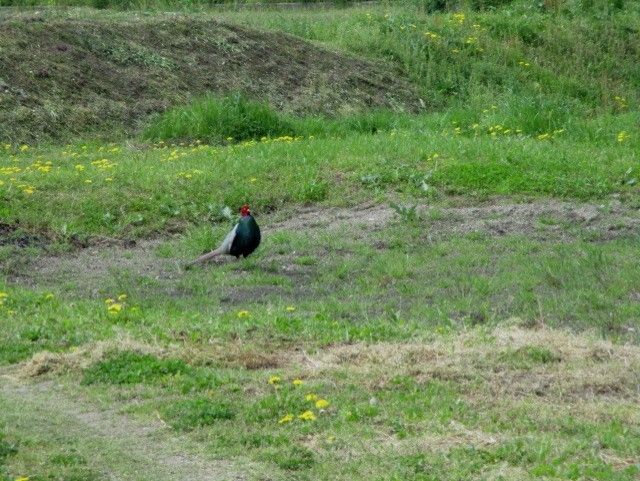 キジも鳴かずば撮られまい