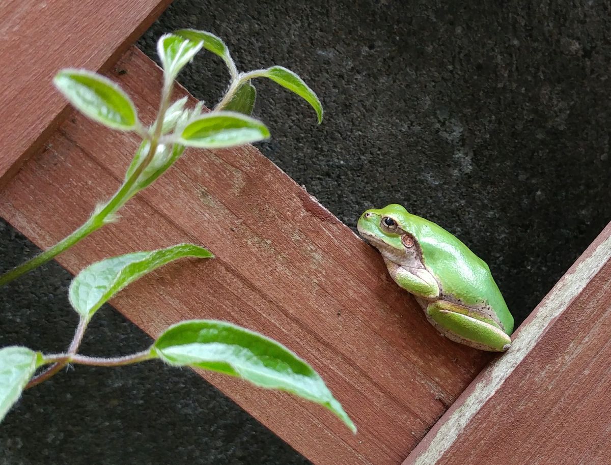 お久しぶり🐸　冬の片付け