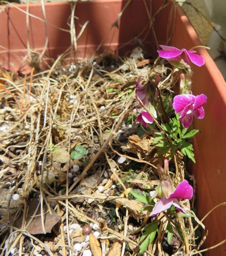 今日の花　(4.24)