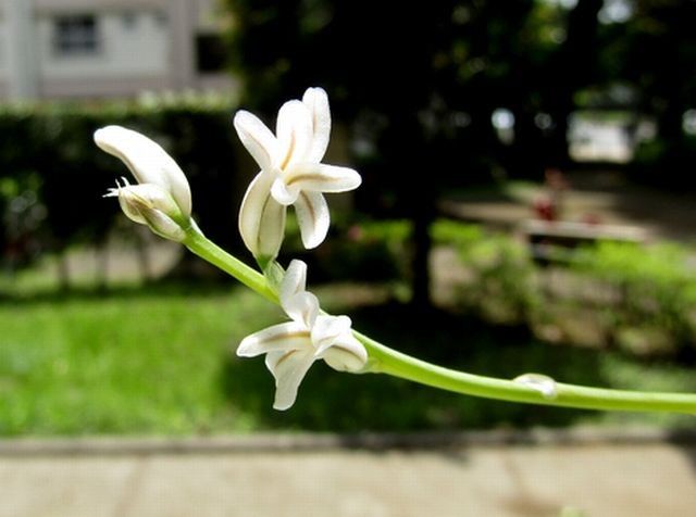 シンビフォルミスに花