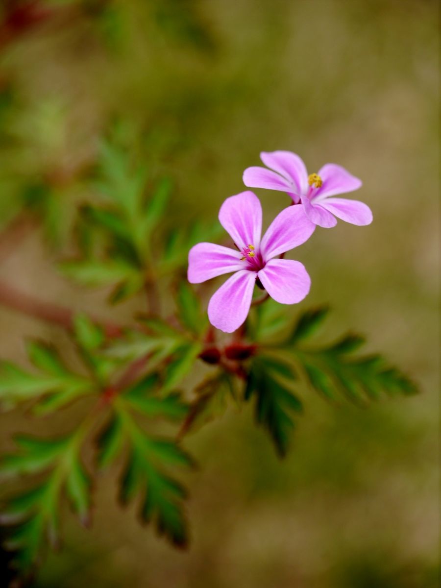 花壇の中に忍ばせて