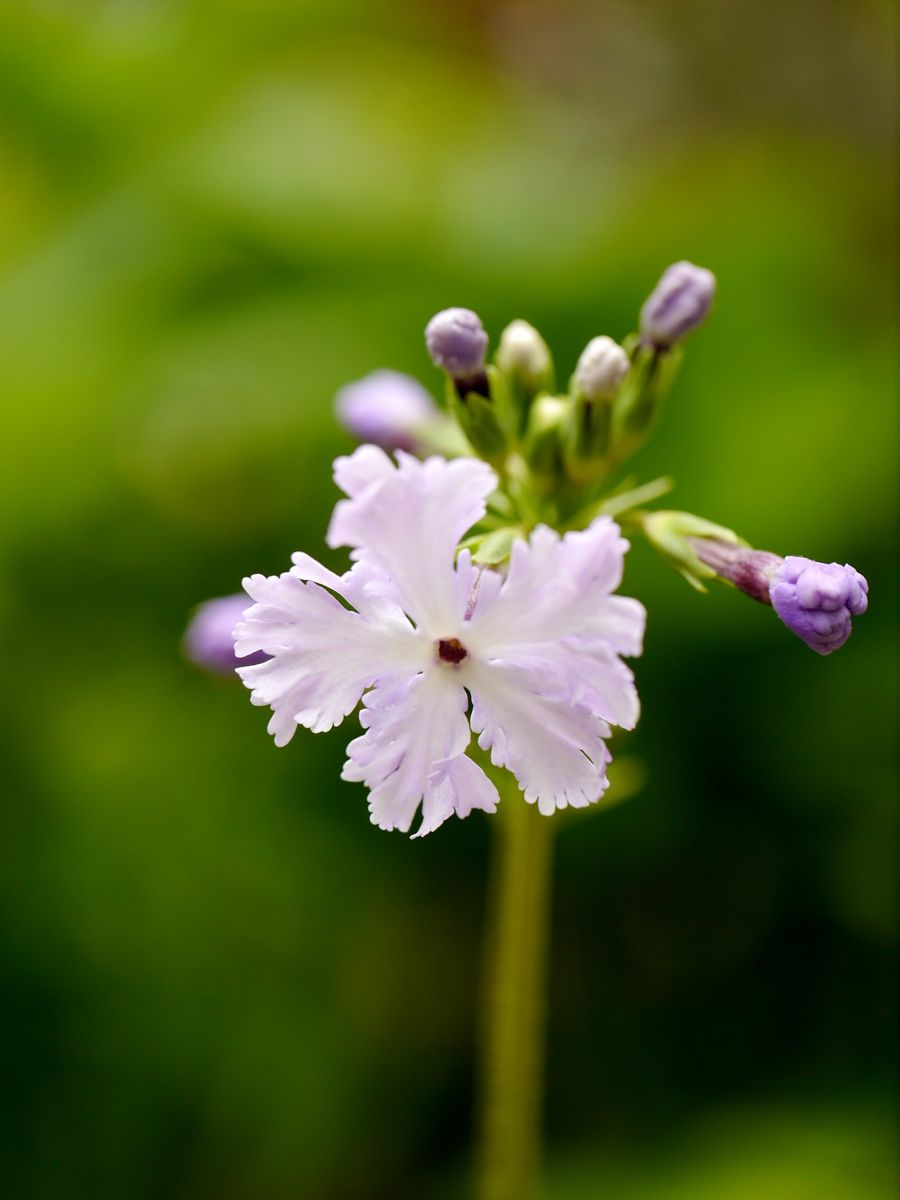 日本桜草