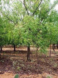 21世紀の木　ニーム-1　 ニームは植物の中で、人類への最も有益な恵みの一つ。