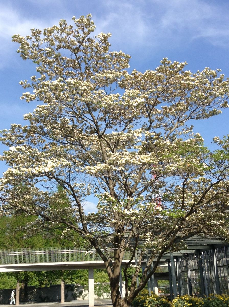 今はハナミズキでお花見できます。