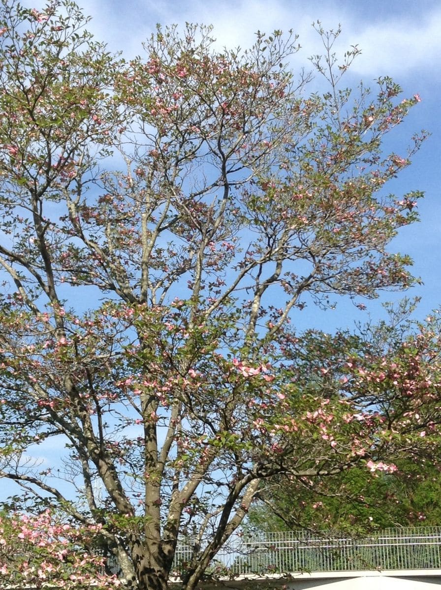 今はハナミズキでお花見できます。