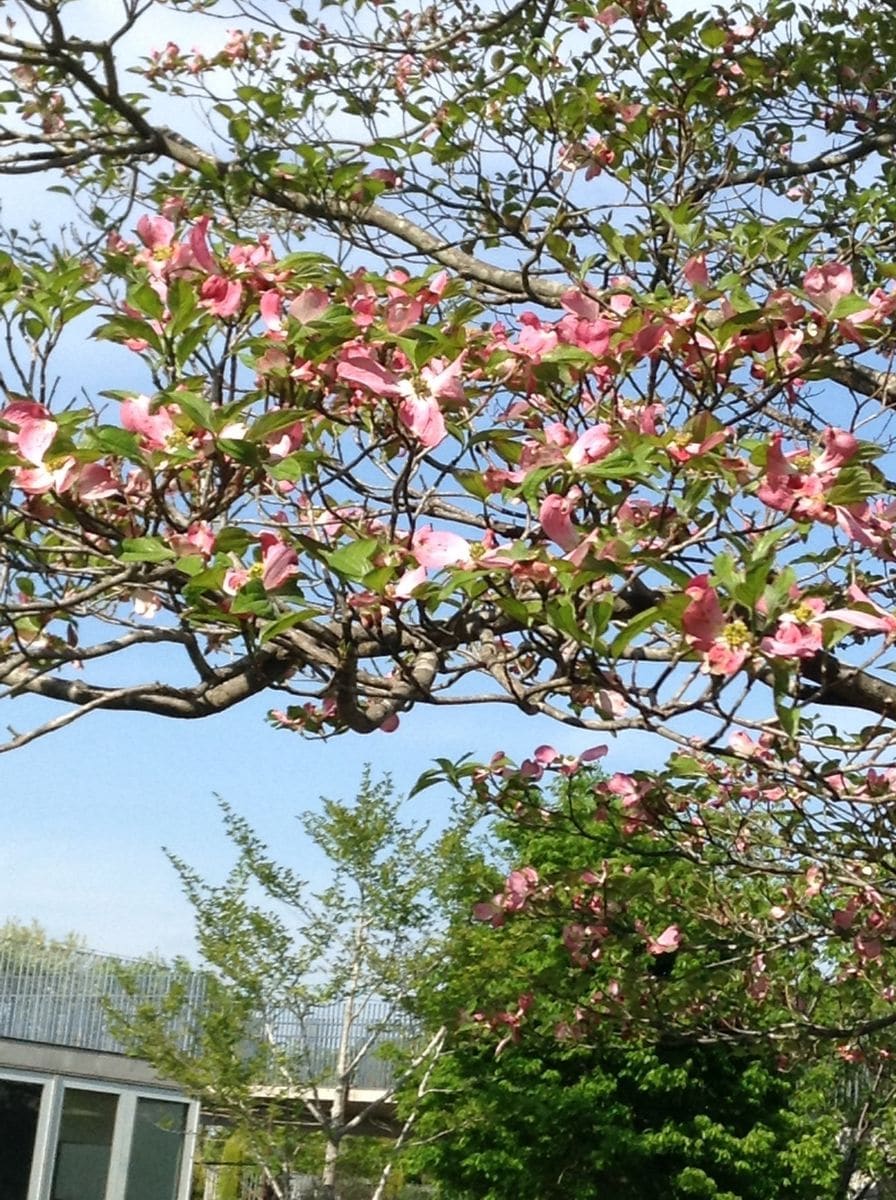 今はハナミズキでお花見できます。