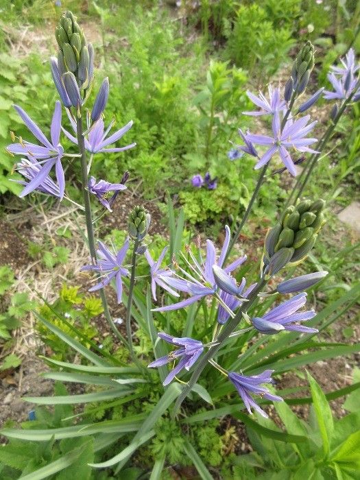 オオヒナユリ開花