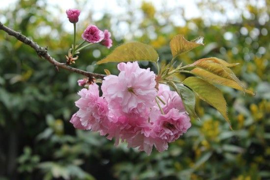 八重桜はもう終わりです