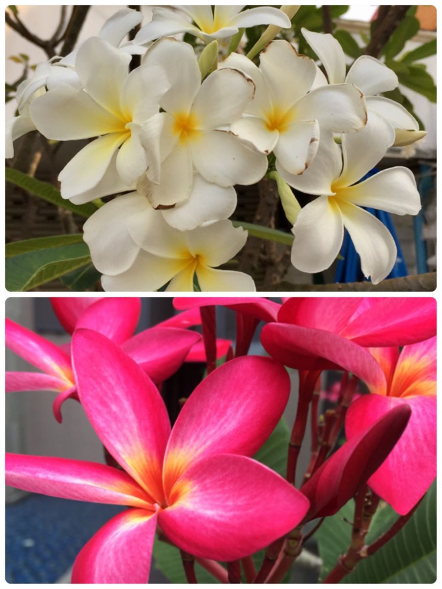 タイの花、色々