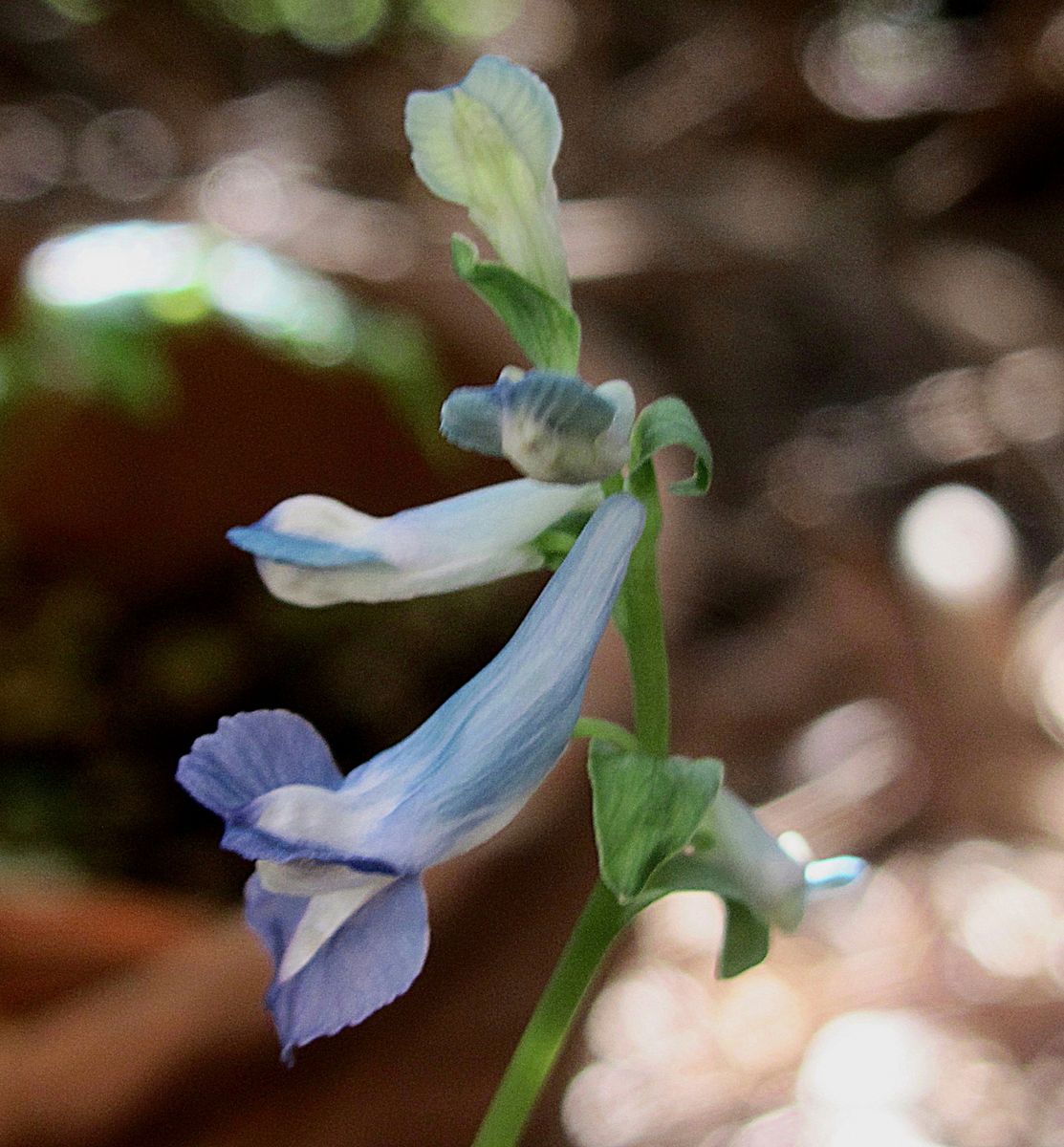 エゾエンゴサクの花