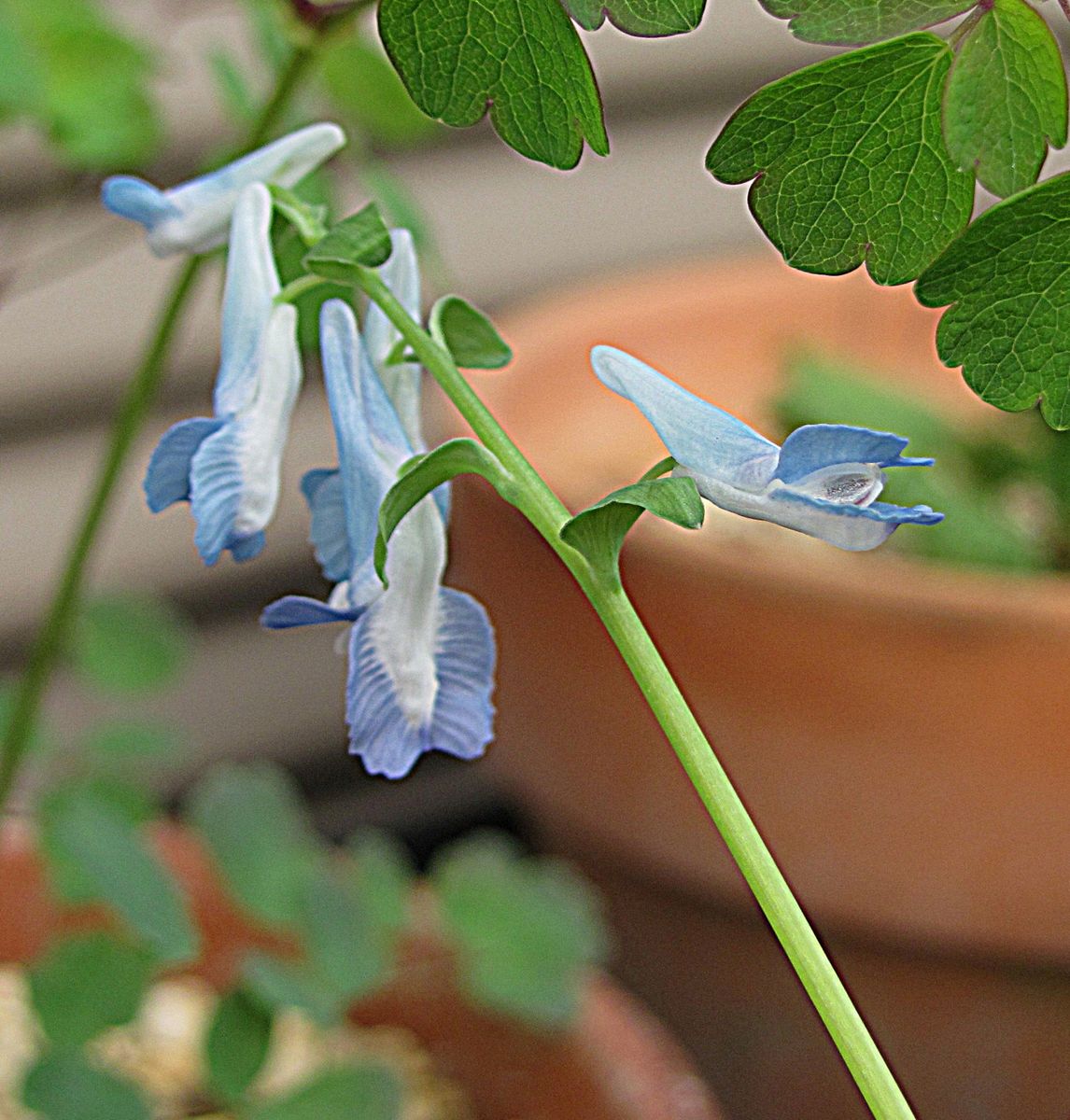 エゾエンゴサクの花