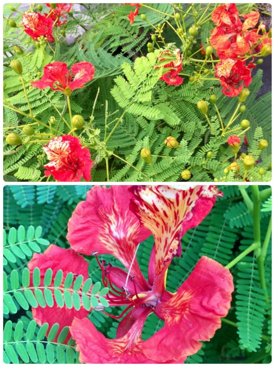 タイの花、色々