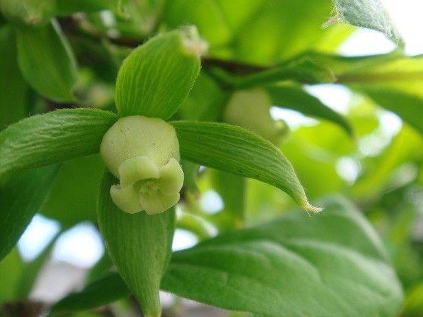 ロウヤガキの花