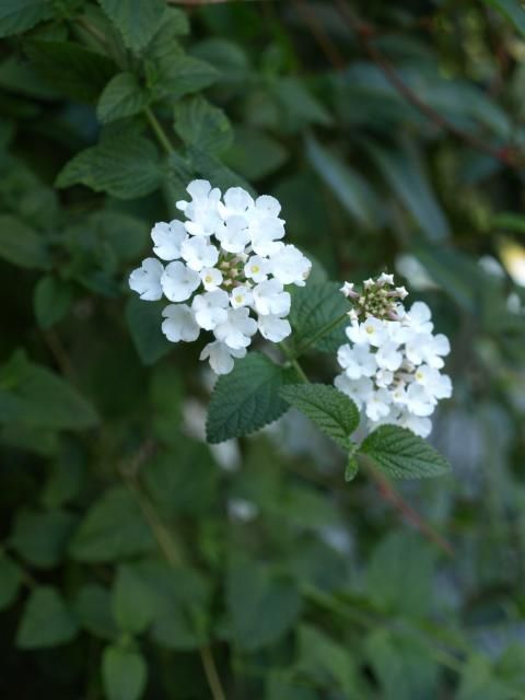 今日も白いお花