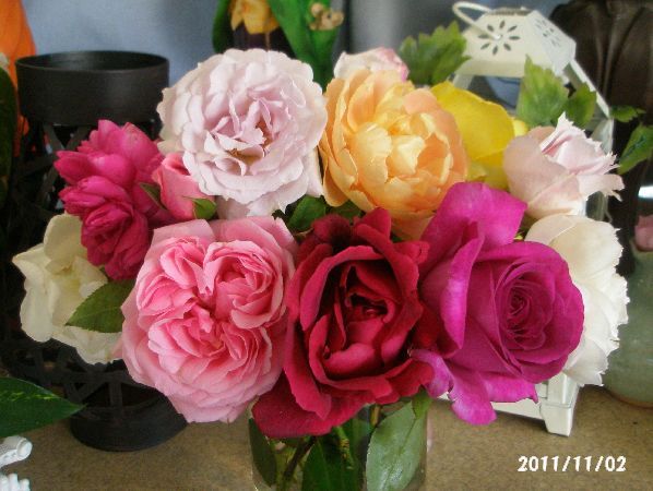 私のバラ４と山茶花