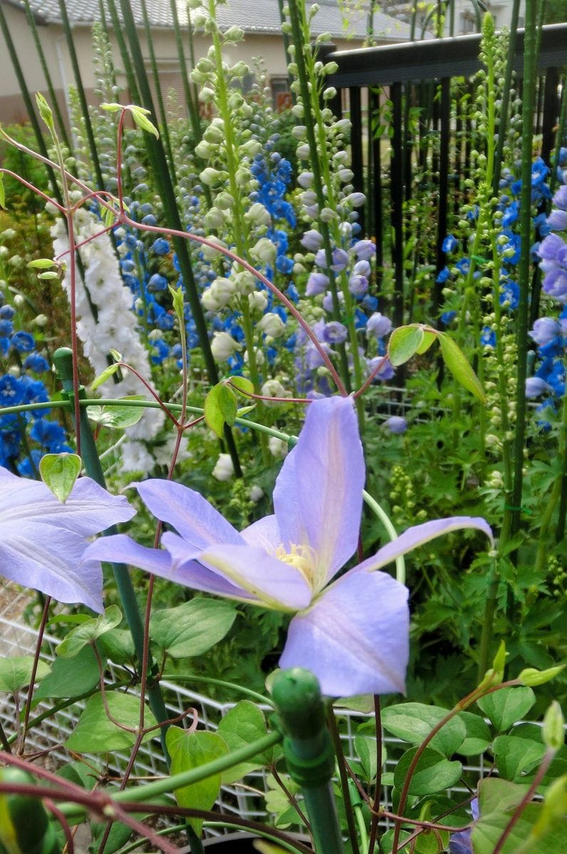 紫のお花