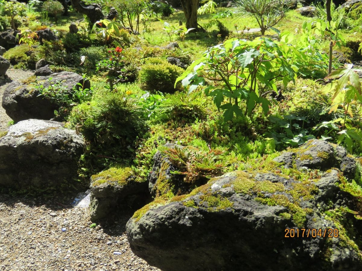 生きいき朝の苔庭