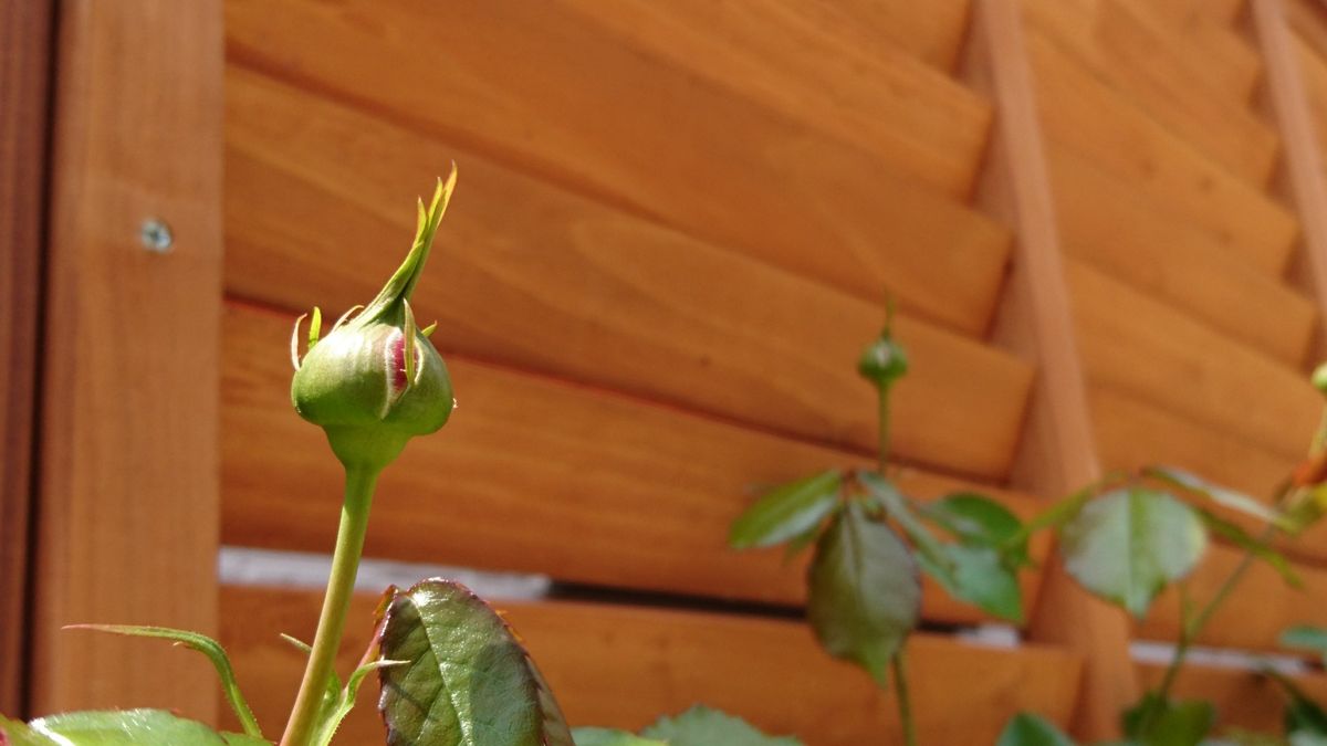 バラの蕾🌹観察日記